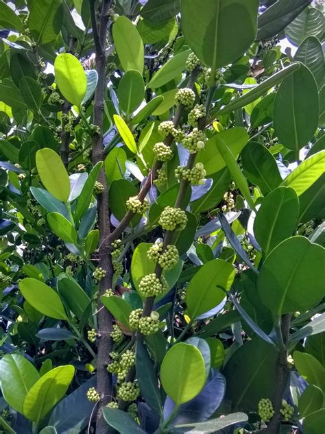 福木用途|福木開花結果實, 就像柑桔.